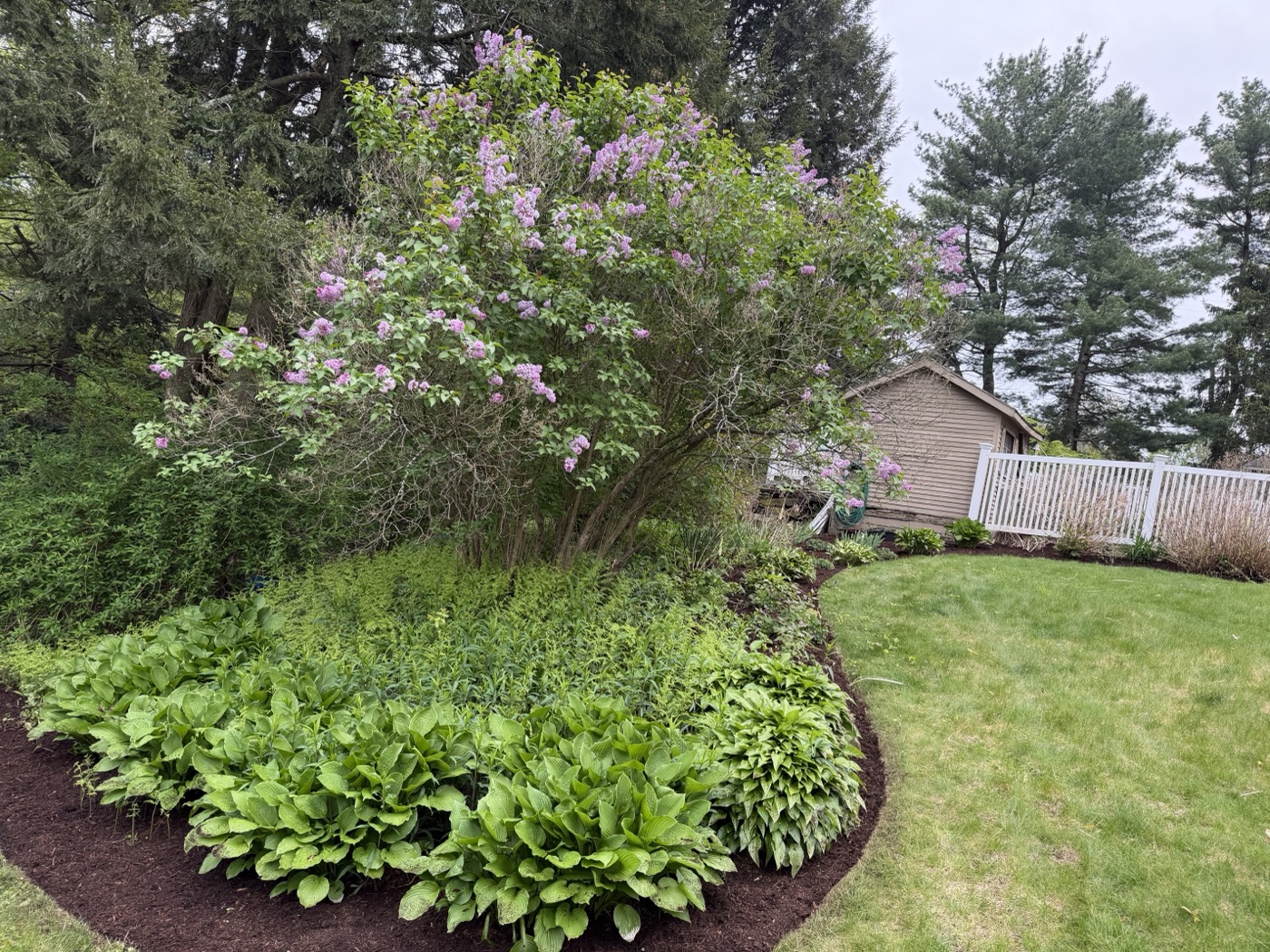 Blooming lilac tree with hosta bed and fresh mulch in Westborough MA — TB Lawn and Landscape